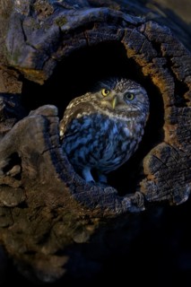 Little Owl (Athene noctua), looking out of a tree cavity in the evening light, Biosphere Reserve,