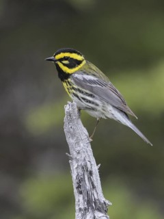 Townsend's Warbler (Setophaga townsendi), Alaska, USA
