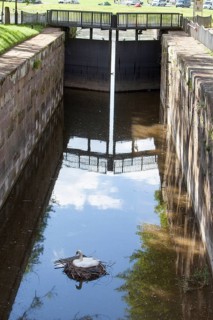 A swan is brooding at the floodgate, Bad Karlshafen, Upper Weser Valley, Weser Uplands,