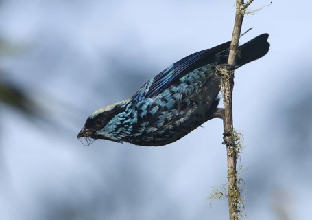 Beryl-spangled Tanager (Tangara nigroviridis), Pichincha, Ecuador