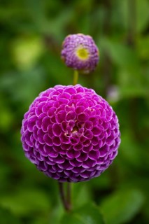 Pink ball or pompom dalhie, Inverewe Gardens, Poolewe, Loch Ewe, Highlands, Highlands, Scotland,