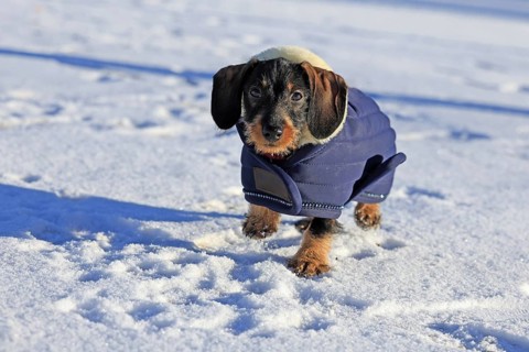 Wire-haired dachshund in winter coat, snow, young animal