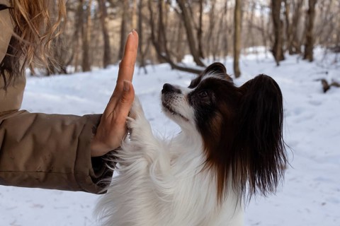 A purebred Papillon dog lovingly interacts with its owner, offering a paw in a snowy forest setting