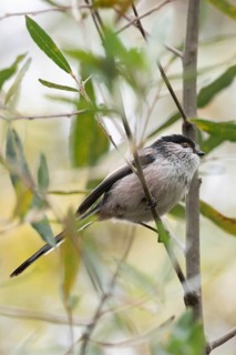 A Long-tailed tit, Aegithalos caudatus, perches gracefully amidst the lush green branches. Its