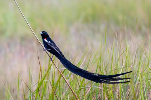 Long-tailed Widowbird (Euplectes progne) in breeding plumage, South Africa