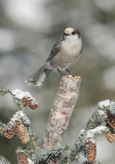 Grey Jay (Perisoreus canadensis) perched on a branch, Alaska, USA