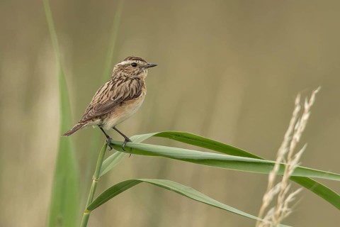 Whinchat (Saxicola rubetra) female perched on a reed stalk, Mecklenburg-Western Pomerania, Germany