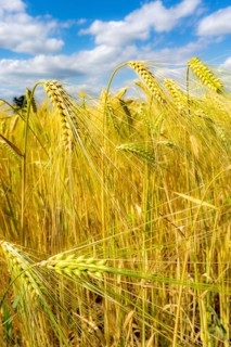 Grain field, in front of harvest, barley, near Bottrop-Kirchhellen, North Rhine-Westphalia, Germany