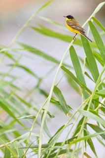 Yellow wagtail, (Motacilla flava feldegg), Motacilla feldegg, Animals, Birds, Middle East, Israel
