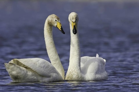 Whooper Swan (Cygnus cygnus), Iceland