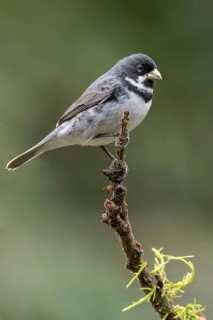 Double-collared Seedeater (Sporophila caerulescens) perched on a branch in the Atlantic Rainforest