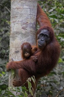 Animal, animals, mammal, mammals, orangutans, Borneo, female with young, primates, great apes