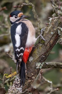 Attentive great spotted woodpecker (Dendrocopos major) on an old pear tree with moss-covered