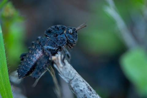 Macro image capturing the details of a dark Pamphagidae grasshopper perched on a twig, showcasing