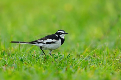 African Pied Wagtail, (Motacilla aguimp), Bergeronnette pie, Lavandera Africana, family of wagtails