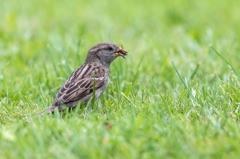 House Sparrow (Passer domesticus) female hunting bugs in field, Texel, Netherlands