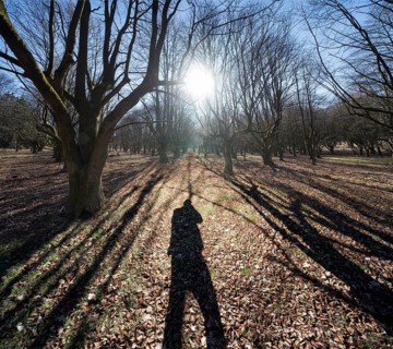 A natural burial grave site, Hofgeismar, Weser Uplands, Weserbergland, Hesse, Germany