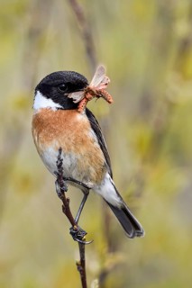 European Stonechat (Saxicola rubicola) male with insect in its beak, Netherlands