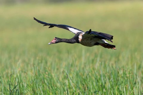 Magpie Goose (Anseranas semipalmata) flying, Queensland, Australia