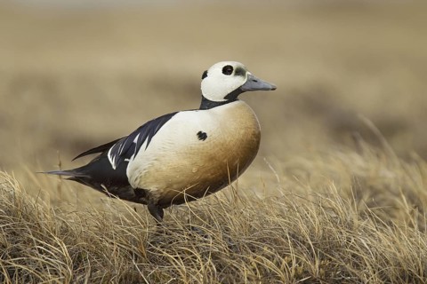 Steller's Eider (Polysticta stelleri) male, Alaska, USA