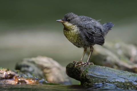 White-throated Dipper (Cinclus cinclus) juvenile foraging, North Rhine-Westphalia, Germany