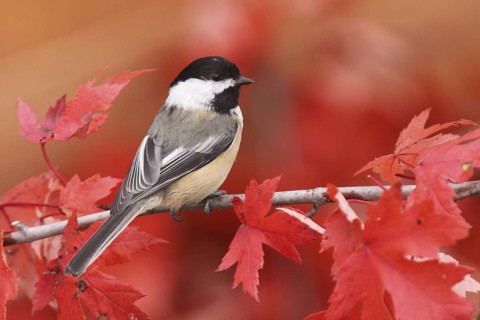 Black-capped Chickadee (Poecile atricapillus), Ohio, USA