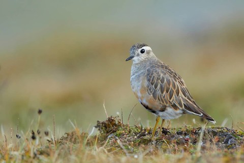 Eurasian Dotterel (Charadrius morinellus), Grisons, Switzerland