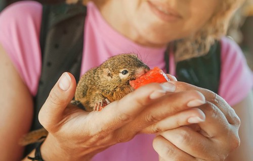 A woman gently holds a baby tupaia, highlighting Bali's serene and exotic wildlife. The close-up