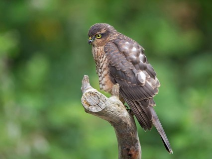 Eurasian Sparrowhawk (Accipiter nisus) female, Wales, United Kingdom