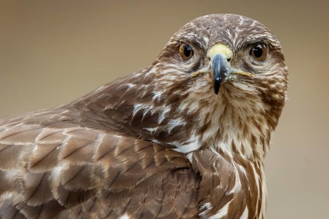 Common Buzzard (Buteo buteo), portrait, Castile and Leon, Spain