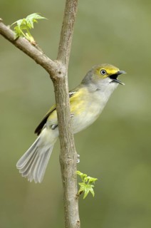 White-eyed Vireo (Vireo griseus) singing, Texas, USA