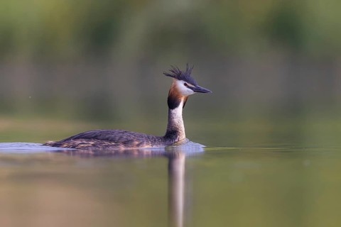 Great Crested Grebe (Podiceps cristatus), North Rhine-Westphalia, Germany