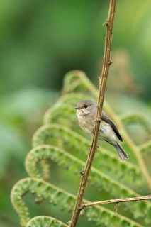 African Dusky Flycatcher (Muscicapa adusta minima) perched on a twig, Sheka, Ethiopia