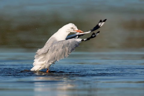 Silver Gull (Chroicocephalus novaehollandiae), Victoria, Australia
