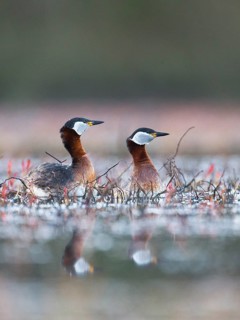 Red-necked Grebe (Podiceps grisegena) pair, Mecklenburg-Western Pomerania, Germany