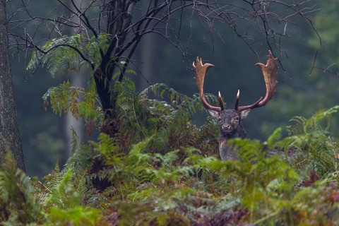 Suddenly a fallow deer (Dama dama) appears between the fern fronds, autumn, rut, fallow deer rut,