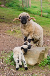 A male Valais Blacknose sheep and a lamb (Avis Aries) stand on a pasture on hilly ground