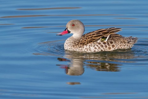 Cape teal (Anas capensis), Cape Teal, Canard du Cap, Cerceta de El Cabo, False Bay Nature Reserve /
