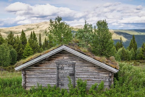 Tree-covered alpine hut, Tylldalen, Hedmark, Innlandet, Norway, June 2025