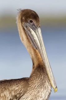 Brown Pelican (Pelecanus occidentalis) juvenile, Florida, USA