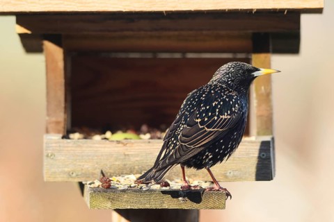 Starling (Sturnus vulgaris) at the feeding ground, Allgäu, Bavaria, Germany