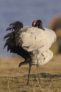 Black-necked Crane (Grus nigricollis), Dashanbo, China