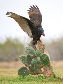 Turkey Vulture (Cathartes aura), Texas, USA