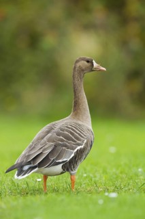 Greater White-fronted Goose (Anser albifrons), Schleswig-Holstein, Germany