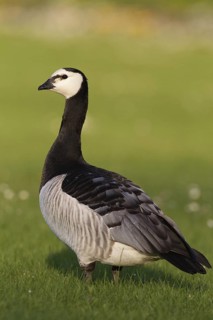 Barnacle Goose (Branta leucopsis), Bavaria, Germany