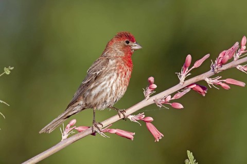 House Finch Carpodacus mexicanus Amado, Santa Cruz County, Arizona, United States 3 June Adult Male