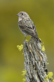 Cassin's Finch (Haemorhous cassinii) female, Texas, USA