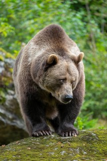 Brown bear (Ursus arctos) standing on a rock covered with moss, captive, Bavarian Forest National