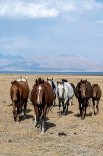 Horses in the highlands, Song Kul mountain lake, Naryn region, Kyrgyzstan