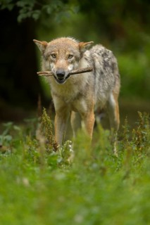 Wolf (Canis lupus), carrying a stick in its mouth, standing in a lush green forest, summer, Germany